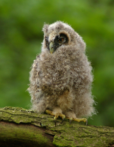 Ml&aacute;dě kalouse u&scaron;at&eacute;ho.