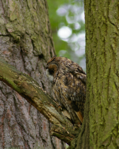 Maskov&aacute;n&iacute;.
