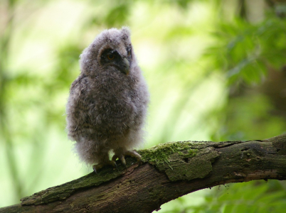 Mal&yacute; Kalousek.