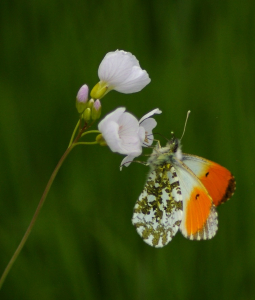 Mot&yacute;lek s nezn&aacute;m&yacute;m n&aacute;zvem.