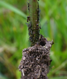Mravenci z na&scaron;&iacute; zahrady si postavili krav&iacute;n na ochranu m&scaron;ic.