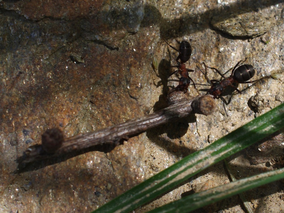 Maravenci t&aacute;hnou větev na stavbu.