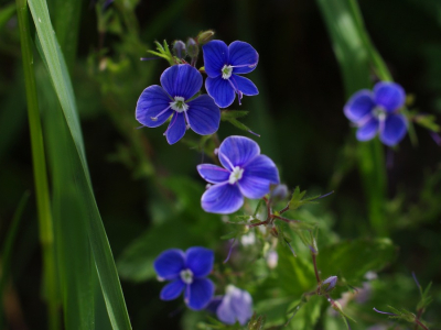 Lučn&iacute; kv&iacute;t&iacute;.