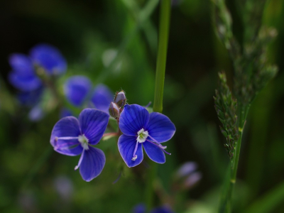 Lučn&iacute; kv&iacute;t&iacute;.
