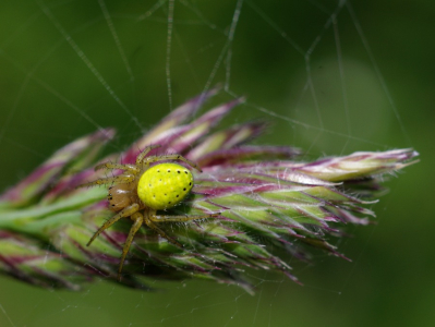 Křiž&aacute;k zelen&yacute;.
