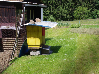 Od těchto včelek kupujeme med.