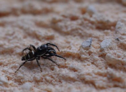 Kv&aacute;kavka stromov&aacute; na fas&aacute;dě.