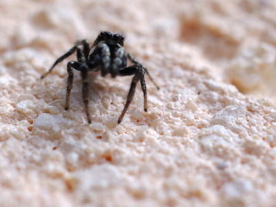 Sk&aacute;kavka stromov&aacute; z oč&iacute; do oč&iacute;.