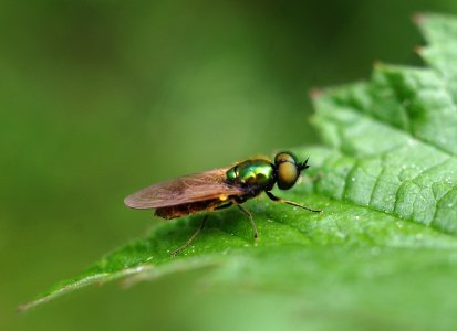 Mu&scaron;ka jenom zlat&aacute;.