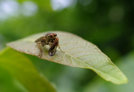 Moucha mou&scaron;e vlkem.