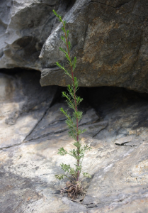 Pelyněk metlat&yacute;.