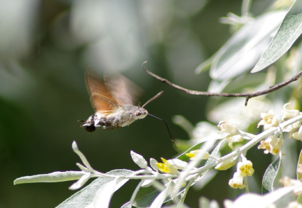 Denn&iacute; li&scaron;aj - dlouhozobka sv&iacute;zelov&aacute; - l&eacute;t&aacute; jako kolibř&iacute;k.