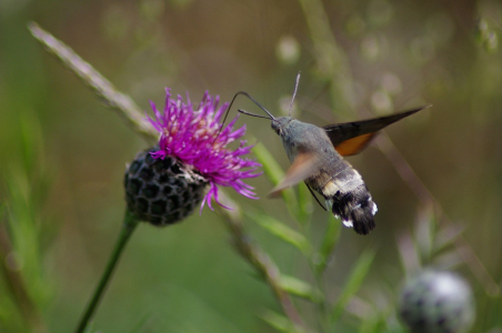 Dlouhozobka sv&iacute;zelov&aacute; saje &scaron;ť&aacute;vu z květů v letu.