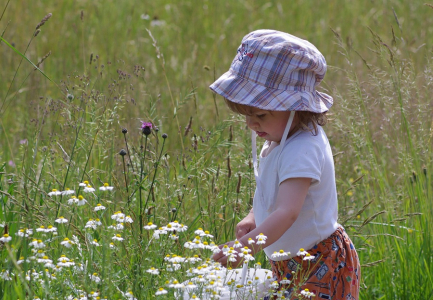 Ester sb&iacute;r&aacute; heřm&aacute;nek.