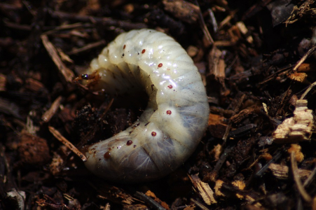 Larva nosorož&iacute;ka.