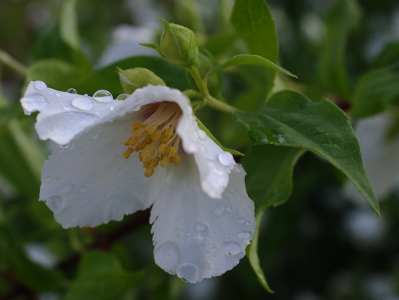 Po de&scaron;ti na na&scaron;&iacute; zahradě.