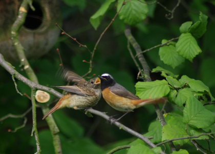 Sc&eacute;na z na&scaron;&iacute; zahrady, kukačč&iacute; ml&aacute;dě se nech&aacute;v&aacute; krmit adoptivn&iacute;m rodičem, Rehkem zahradn&iacute;m.