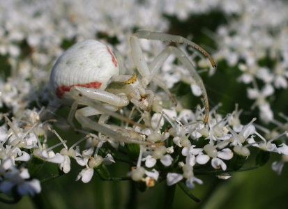 Běžn&iacute;k kopretinov&yacute; v b&iacute;l&eacute; variantě, samička. Č&iacute;h&aacute; na bezu na včely.