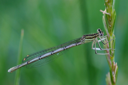 &Scaron;&iacute;dlo, m&aacute;me je na zahradě pravidelně.