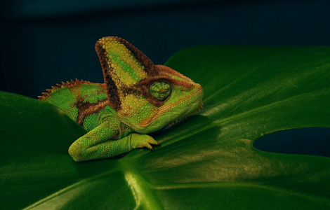 Chamele&oacute;n Cyril usnul na f&iacute;kusu.