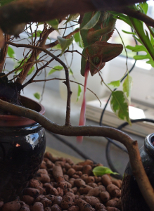 Chamele&oacute;n Cyril lov&iacute;, hlavou dolů... BANG!