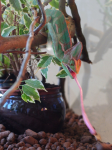 Z&aacute;sah cvrčka v př&iacute;m&eacute;m přenosu.