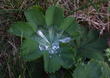 M&aacute;me na zahradě drahokam.