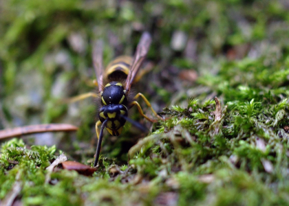 S&aacute;zavsk&aacute; vosa od Stvořidel.