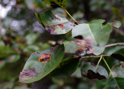 Bl&iacute;ž&iacute; se podzim.