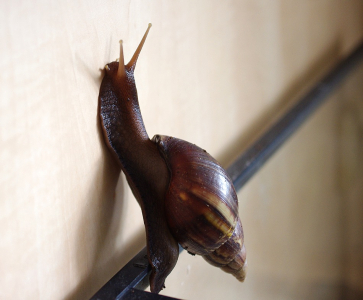 Notorick&yacute; &uacute;těk&aacute;ř.