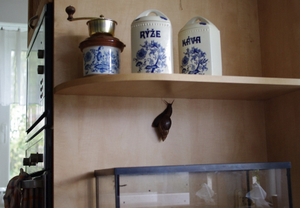 Vypad&aacute; to, že m&aacute; &scaron;nek kofeinov&yacute; absť&aacute;k!