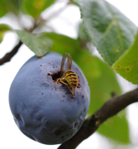 Vosy n&aacute;m žerou &uacute;rodu.
