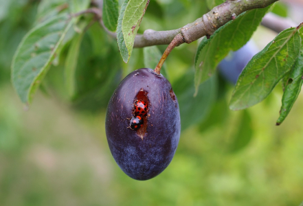 3 různ&aacute; slun&eacute;čka v jedn&eacute; d&iacute;ře.