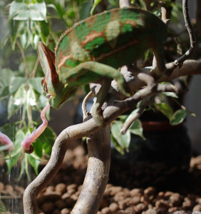 Chamele&oacute;n Cyril zasahuje o desku :)