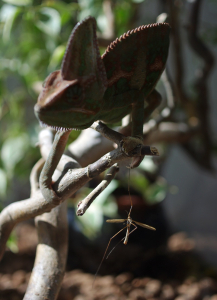 Kdepak se ten kom&aacute;r schov&aacute;v&aacute;?