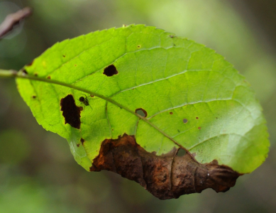 Schnouc&iacute; list a povouk v něm.