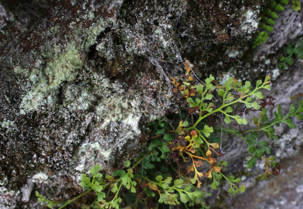 Mikrosvět na vlhk&eacute; zdi.