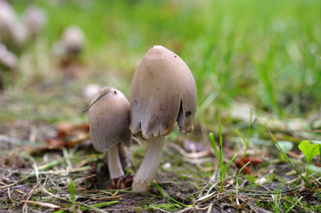 Nejedl&eacute; houbičky. Ale hezk&eacute;!