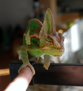 Chamele&oacute;n Cyril d&aacute;v&aacute; pac.