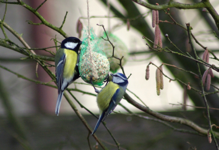 S&yacute;korky u krm&iacute;tka, letos ani nebylo třeba sypat.
