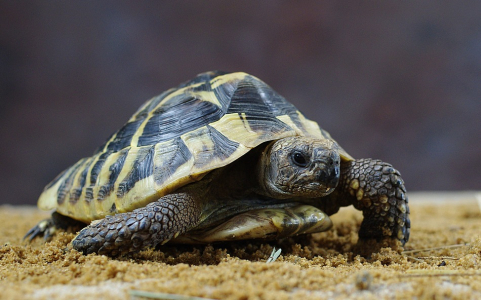 Focen&iacute; v ZU&Scaron;, želva je jednoho z ž&aacute;ků.