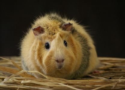 Va&scaron;&iacute;kův morč&aacute;k.