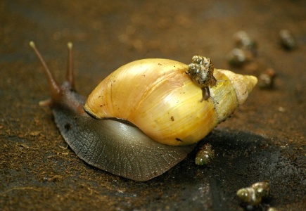 Na&scaron;i &scaron;neci, velc&iacute; s miminky.