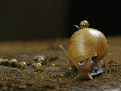Haranti &scaron;neků.