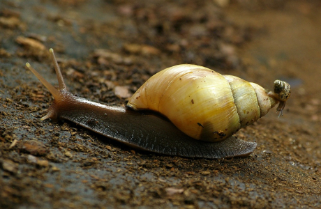Mal&yacute; akrobat.