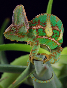 Cyril už m&aacute; 1 rok!