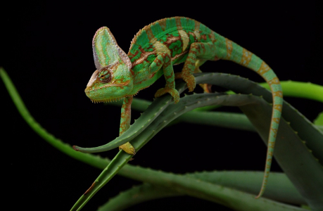 Chamele&oacute;n Cyril na aloe.