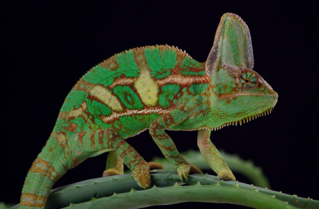 Hezky se n&aacute;m Cyril vybarvil.