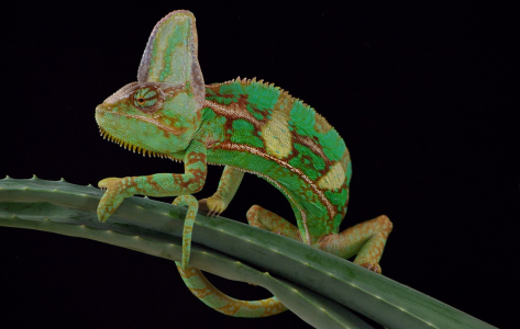 Chamele&oacute;n Cyril přehmat&aacute;v&aacute;.