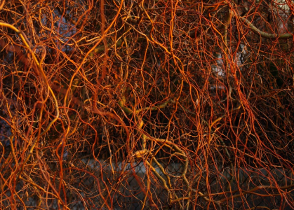 Vrbov&eacute; větvičky v zapadaj&iacute;c&iacute;m sloupci.